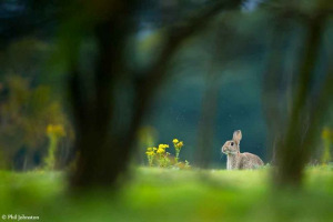 Яка різниця між кроликом і зайцем? Яка різниця між кроликом і зайцем?