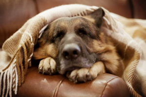 У черкасах власник німецького вівчарка знайшов альтернативу щоденній ходьбі по вулиці У черкасах власник німецького вівчарка знайшов альтернативу щоденній ходьбі по вулиці