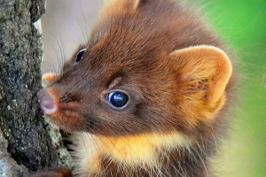 У детройті, окатор впав у смітник, може У детройті, окатор впав у смітник, може