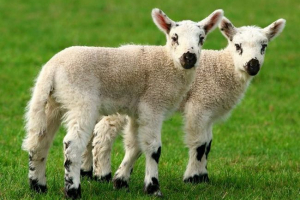 У європі клонування сільськогосподарських тварин буде заборонено У європі клонування сільськогосподарських тварин буде заборонено