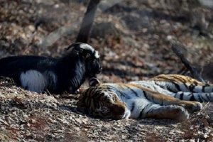 Діти з новоросії прийдуть до козячого тимура та тигра Діти з новоросії прийдуть до козячого тимура та тигра
