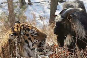 У хабаровську про тимур і амур, музичний був вилучений, зібраний У хабаровську про тимур і амур, музичний був вилучений, зібраний