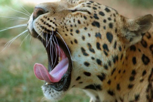 В індії він був врятований леопардом, що підлягають головкам у металі bidone В індії він був врятований леопардом, що підлягають головкам у металі bidone