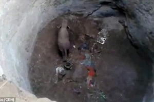 В індії, врятований слон, який провалився у 9-метровому свердловині В індії, врятований слон, який провалився у 9-метровому свердловині