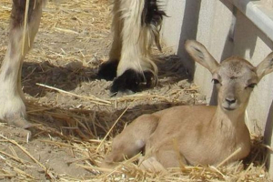 В ірані клонували вимирання муфлона В ірані клонували вимирання муфлона