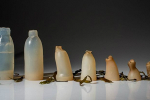 У ісландії винайшли біологічно розщеплювані пляшки водоростей У ісландії винайшли біологічно розщеплювані пляшки водоростей