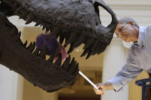 У японії було знайдено залишки гігантського тиранозавра У японії було знайдено залишки гігантського тиранозавра