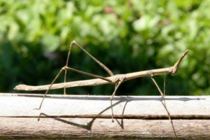 У південно-західному китаї знайшла найдовша комаха в світі У південно-західному китаї знайшла найдовша комаха в світі