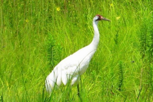 У канаді американський турист загинув рідкісний птах У канаді американський турист загинув рідкісний птах