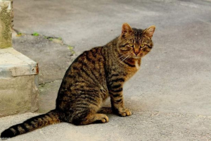 У канаді кішка врятувала дитину У канаді кішка врятувала дитину