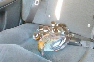 У канаді, водій таксі порушив сімейство качки У канаді, водій таксі порушив сімейство качки