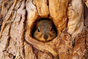 У кіровоградській області збережені білки У кіровоградській області збережені білки