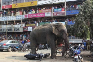 У китаї слон несподівано підштовхнув на людей У китаї слон несподівано підштовхнув на людей