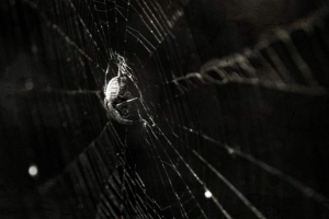 У китаї жінка в вусі оселилася павука і сплеск там У китаї жінка в вусі оселилася павука і сплеск там