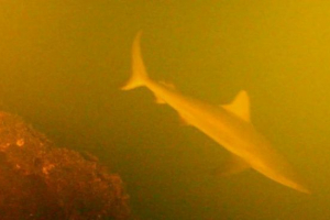 У кратер volcano відкрив акул та інші морські тварини У кратер volcano відкрив акул та інші морські тварини