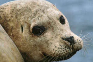 У парку кримського сафарі через ведення претендентів, печатка була вбита У парку кримського сафарі через ведення претендентів, печатка була вбита