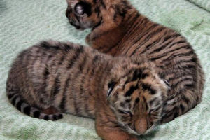 У кримському сафарі-парку вперше показав дитинча амурський тигр У кримському сафарі-парку вперше показав дитинча амурський тигр