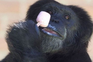 У ленінградському зоопарку тварини їдять льодяні торти У ленінградському зоопарку тварини їдять льодяні торти