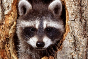 Лос-анджелес відкрив притулок для єнот Лос-анджелес відкрив притулок для єнот