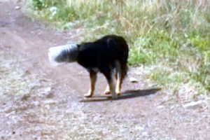 У магнітогорську, збережена собака, застрягла в банку У магнітогорську, збережена собака, застрягла в банку