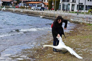 У македонії турист зазнав лебедя для самостійно У македонії турист зазнав лебедя для самостійно