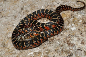 У московському житловому будинку спіймав змію з північної америки У московському житловому будинку спіймав змію з північної америки