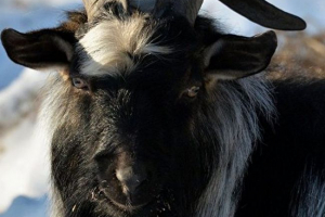 У москві його трирічне святкування тимура козла У москві його трирічне святкування тимура козла