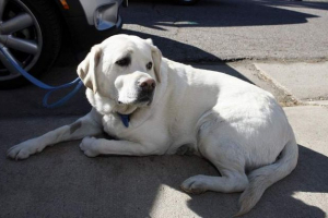 У москві заблоковано в машині лабрадор був врятований завдяки перехожим У москві заблоковано в машині лабрадор був врятований завдяки перехожим