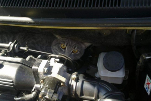 У мурманську в машині застрягли злий кіт У мурманську в машині застрягли злий кіт