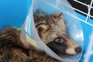 У нижньому новгороді, збережено ракейну собаку У нижньому новгороді, збережено ракейну собаку