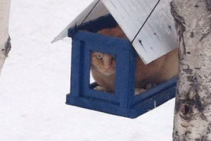 У нижневартонську, кішка зняла свою квартиру У нижневартонську, кішка зняла свою квартиру