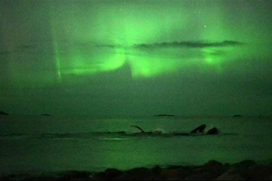 У норвегії знімали горбатих китів на тлі північних вогнів У норвегії знімали горбатих китів на тлі північних вогнів