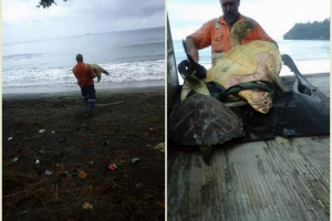 У новій зеландії чоловік купив у черепах супермаркетів і випустив їх до свободи У новій зеландії чоловік купив у черепах супермаркетів і випустив їх до свободи