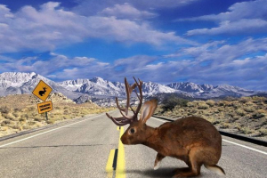 У новосибірську відкрив рогатий заєць У новосибірську відкрив рогатий заєць