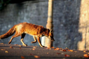 У одесі жінка виготовляла лисицю У одесі жінка виготовляла лисицю