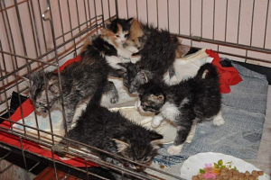 В одному з міст канади, кошенята кидаються в урни В одному з міст канади, кошенята кидаються в урни