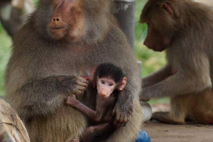В окленді, сфотографував молодий бабуїн В окленді, сфотографував молодий бабуїн