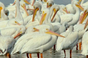 Панама знайшла гігантську стадо пеліканів Панама знайшла гігантську стадо пеліканів