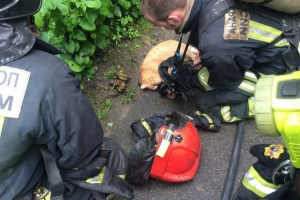 У санкт-петербурзі пожежники врятували кішку У санкт-петербурзі пожежники врятували кішку