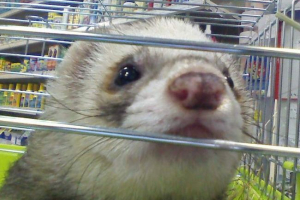 У санкт-петербурзі тварини тварини затопили киплячу воду У санкт-петербурзі тварини тварини затопили киплячу воду