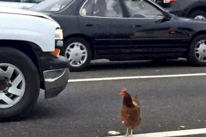 У сан-франциско вони заарештували курку, заблоковані дорожнім рухом