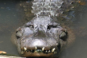 У флориді, алігатор і чоловік атакували один одного У флориді, алігатор і чоловік атакували один одного