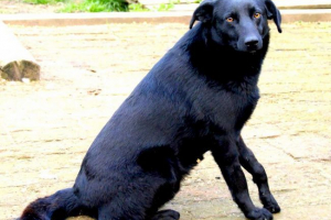 У штаті коннектикут, собака врятувала трирічний хлопчик У штаті коннектикут, собака врятувала трирічний хлопчик