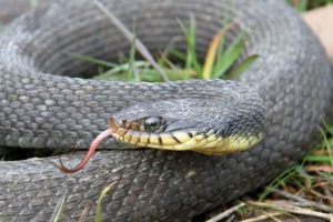 В міссурі, змія двічі за рік народила внаслідок нематесної зачаття В міссурі, змія двічі за рік народила внаслідок нематесної зачаття