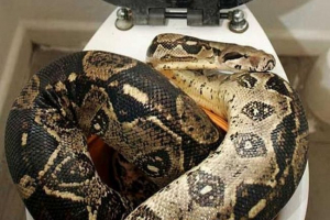 У сибіру жінка виявила товсту змію у її ванній кімнаті У сибіру жінка виявила товсту змію у її ванній кімнаті