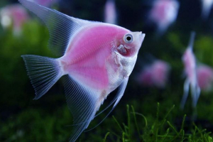 Любителі рибної музики були знайдені в сша Любителі рибної музики були знайдені в сша