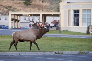 У сша оленя захопив місто У сша оленя захопив місто