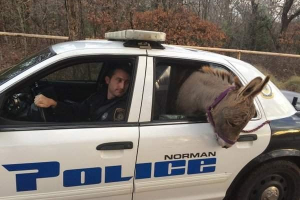 У сша село пронесли в поліцейській машині У сша село пронесли в поліцейській машині