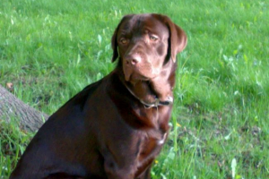 У сша собака вистрілена в господині з рушниці У сша собака вистрілена в господині з рушниці