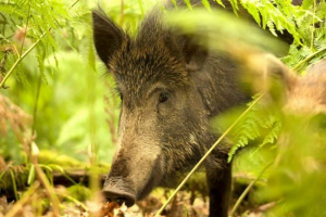 У свердловській області лось і кабани організовують атаки на місцевих фермерів У свердловській області лось і кабани організовують атаки на місцевих фермерів